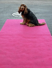 COCO und roter Teppich sind fr den Empfang bereit.